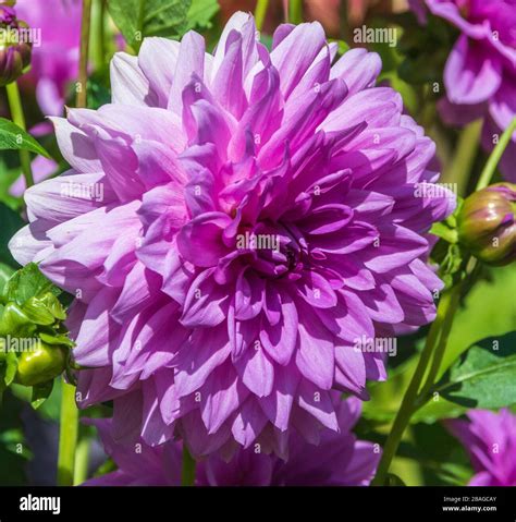 Dahlia in Butchart Gardens, Victoria, British Columbia, Canada Stock ...