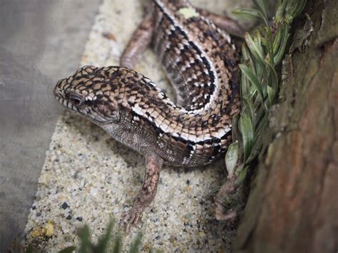 Northern Alligator Lizard - Lindsay Wildlife Experience