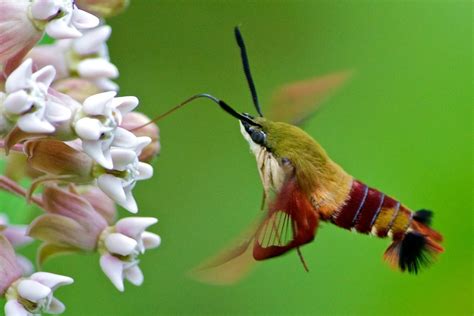 Hummingbird Clearwing Moth (Butterflies and Moths of Floracliff Nature ...