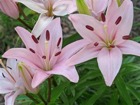 Lilium 'Tiny Athlete' (Dwarf Asiatic Lily) - World of Flowering Plants