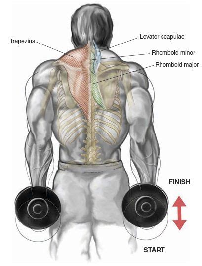 The 5 Most Effective Shoulder Dumbbell Exercises | Fitness Workouts & Exercises