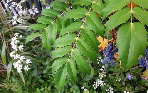 Oregon grape: Foraging for culinary and medicinal use - BritishLocalFood