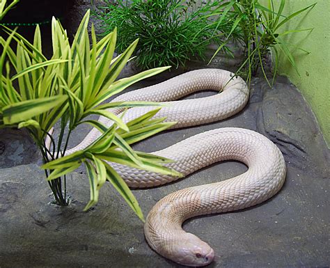 Albino Burmese Python slithering image - Free stock photo - Public Domain photo - CC0 Images