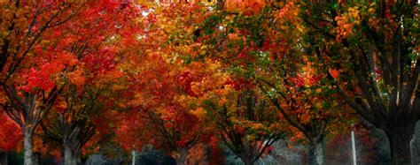 Top 10 Fall Color Trees | Bower & Branch