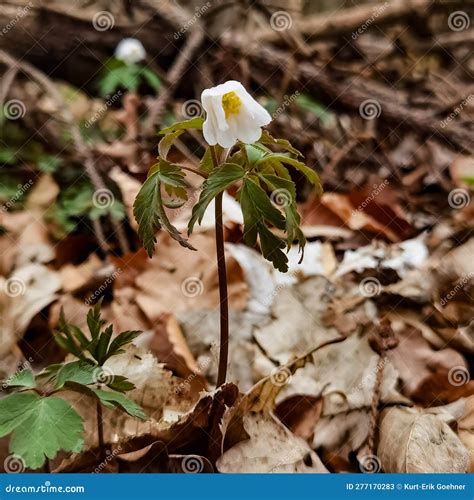 Small Spring Flowers in Northern Germany As a Sign of Spring Awakening Stock Image - Image of ...