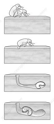 Woodworm life-cycle, illustration - Stock Image - C022/9156 - Science ...