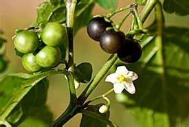 Laver les fenêtres Déclin Accumulation lugar donde se venden hierbas y plantas medicinales ...