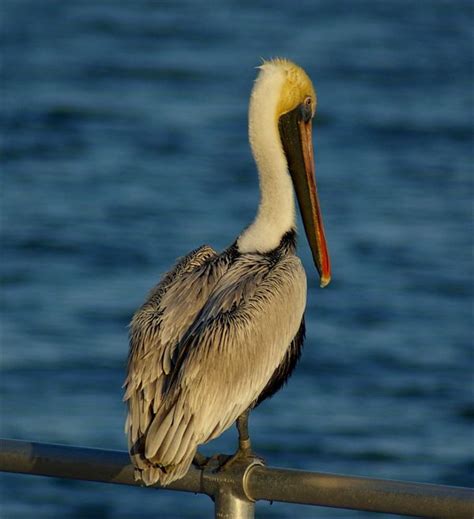 louisiana wildlife pictures | Louisiana Wildlife Wildlife Pictures, My Heritage, Poses For ...