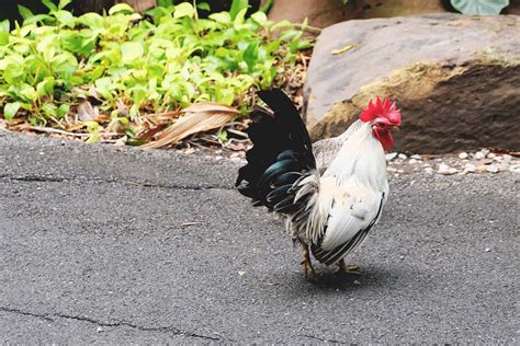 Japanese Bantam Chicken: Tiny Showstoppers