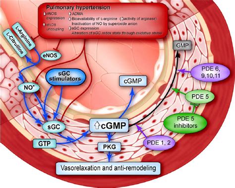 Pharmacological targets in the NO-sGC-cGMP pathway (from sponsor's ...