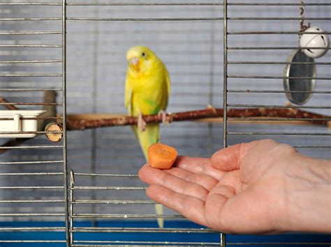 Feeding A Parrot Stock Photo - Download Image Now - iStock