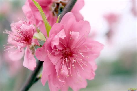 Peach Blossom Wallpaper - WallpaperSafari