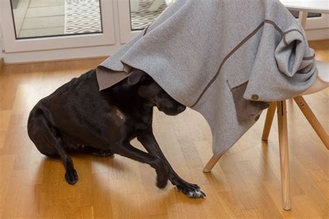 Black Labrador dog with a tiny wound is funny and hides playfully under a womans coat - Creative ...