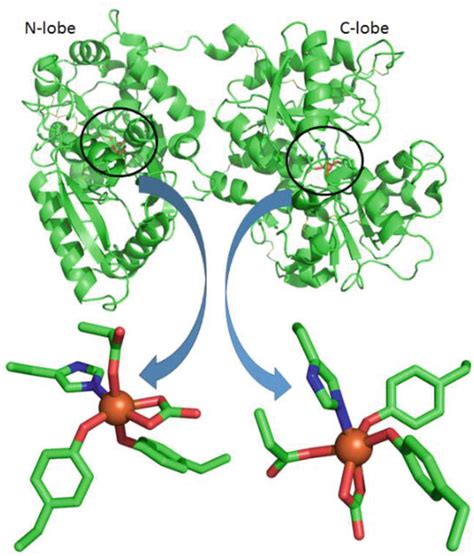 Role of Transferrin in Iron Metabolism | IntechOpen