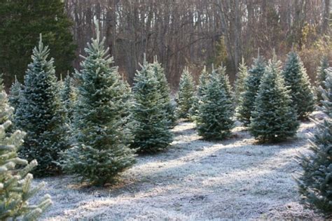 14 BEST U-Cut & Pre-Cut Christmas Tree Farms in Michigan