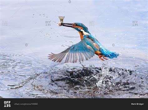 Portrait of kingfisher bird catching fish stock photo - OFFSET