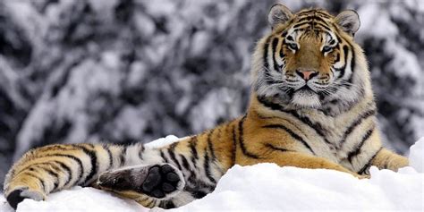 Siberian tiger – the largest tiger | DinoAnimals.com