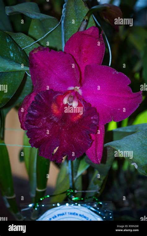 White cattleya orchids hi-res stock photography and images - Alamy