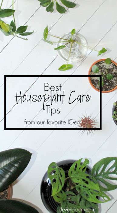 Best Houseplant Care Tips - Clever Bloom