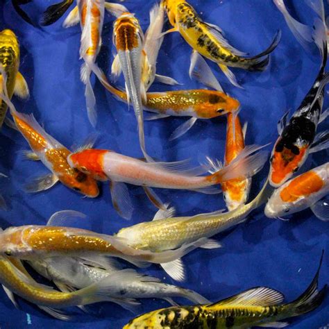 Standard Butterfly Koi 5-6" | Blue Ridge Fish Hatchery