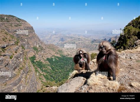 gelada, gelada baboons (Theropithecus gelada), Geladas in Semien ...