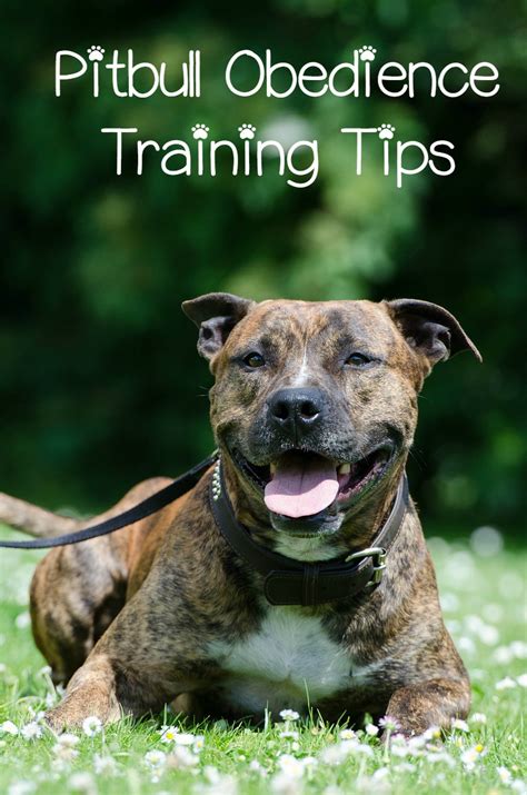 Pitbull Puppy Training Tips - Obedience Training - Dog Vills