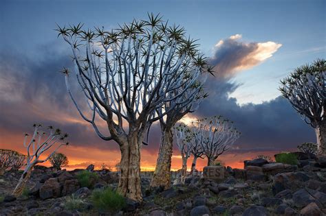 travel4pictures | Quiver tree forest