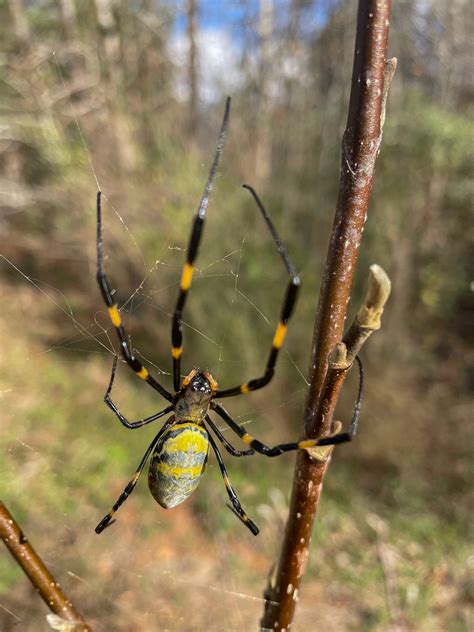 Are 'giant, flying' joro spiders really taking over the U.S.?