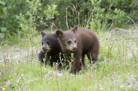 American black bear cubs - Stock Image - C019/4066 - Science Photo Library