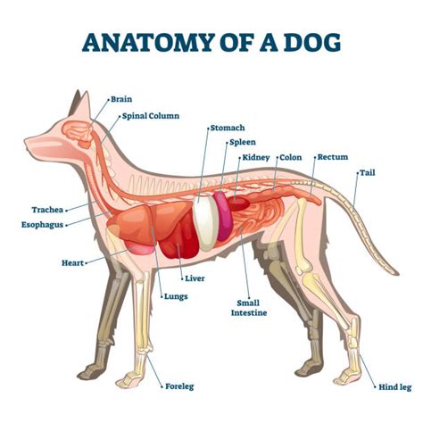 What Are The Different Parts Of A Dog