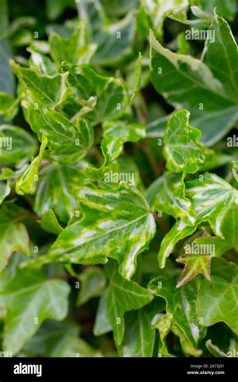 Variegated Hedera helix Stock Photo - Alamy