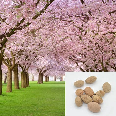 Aliexpress.com : Buy 1 pack about 10 pieces Pink Cherry Blossoms tree ...