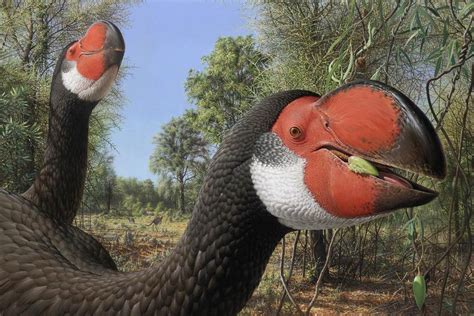 Giant extinct bird brains reveal "extreme evolutionary experiments"