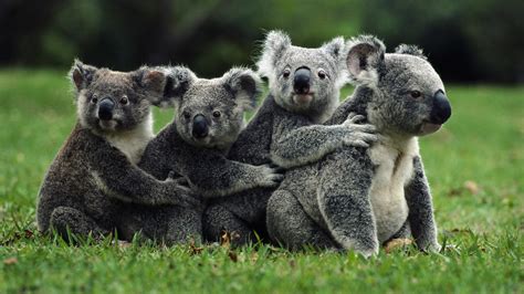 nature, Koalas, Animals Wallpapers HD / Desktop and Mobile Backgrounds