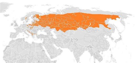 Eurasian wolf– Facts, Size, Habitat, Pictures