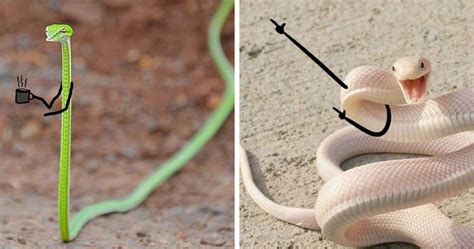 People Are Doodling On Snake Pics And The New Scenarios Are Hilarious (30 Pics) | Bored Panda