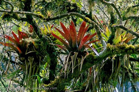 Bromeliads (Bromeliaceae) on moss-covered tree | WILDTROPIX | ANDRE BAERTSCHI | Bromeliads ...