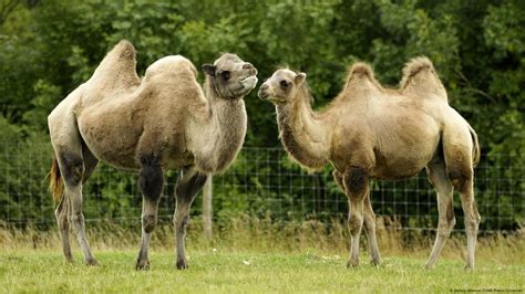 Dromedary And Bactrian Camels