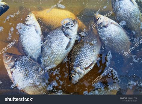 8,192 Fish kill Images, Stock Photos & Vectors | Shutterstock