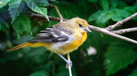 Birds In Nyungwe Forest National Park, Birds Of Rwanda