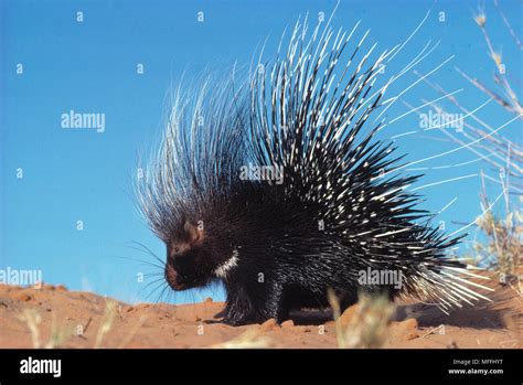 CAPE PORCUPINE Hystrix africaeaustralis with quills erect Kalahari, Southern Africa Stock Photo ...