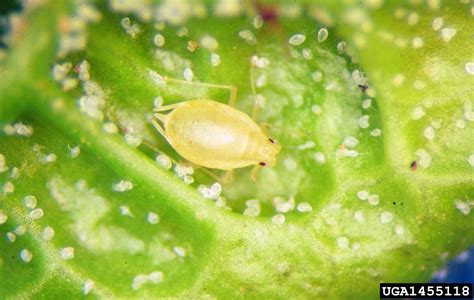 green peach aphid (Myzus persicae (Sulzer, 1776))