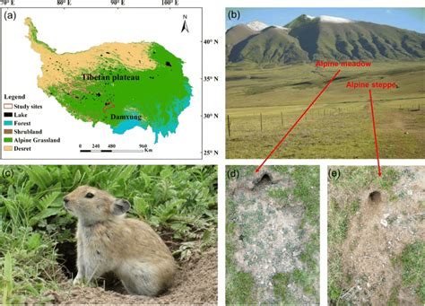 Location of the study sites (a, b) and photos of the plateau pika and... | Download Scientific ...