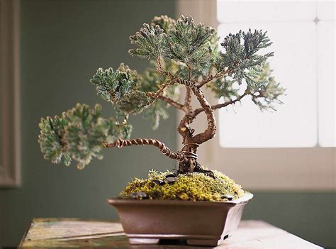 Our 3-Step Guide to Bonsai Gardening and Keeping Your Plant Alive