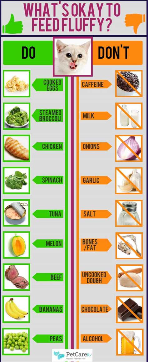 Tips to Feed Your Cat with Safe Human Foods | Tipsographic