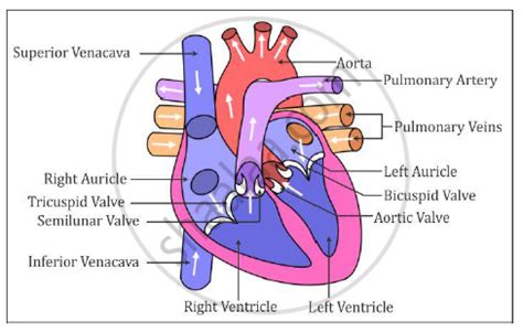 Draw a Neat Labelled Diagram of Vertical Section of the Human Heart ...