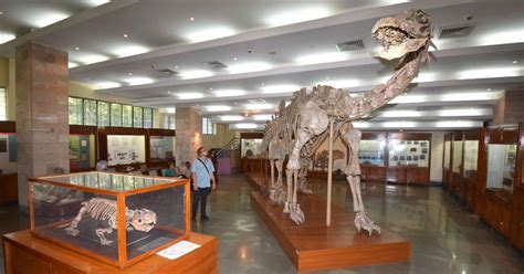 India’s invaluable dinosaur fossils lie neglected and forgotten in this ...