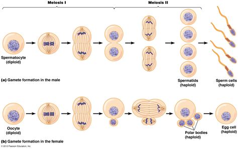 Cal Poly BIO 502: Can You Hear Your Biological Clock Ticking?