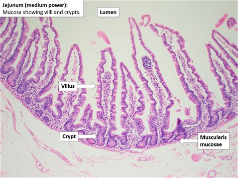 Small Intestine Histology