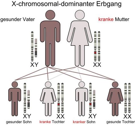 learn About Female X Chromosome Inheritance Through Generations